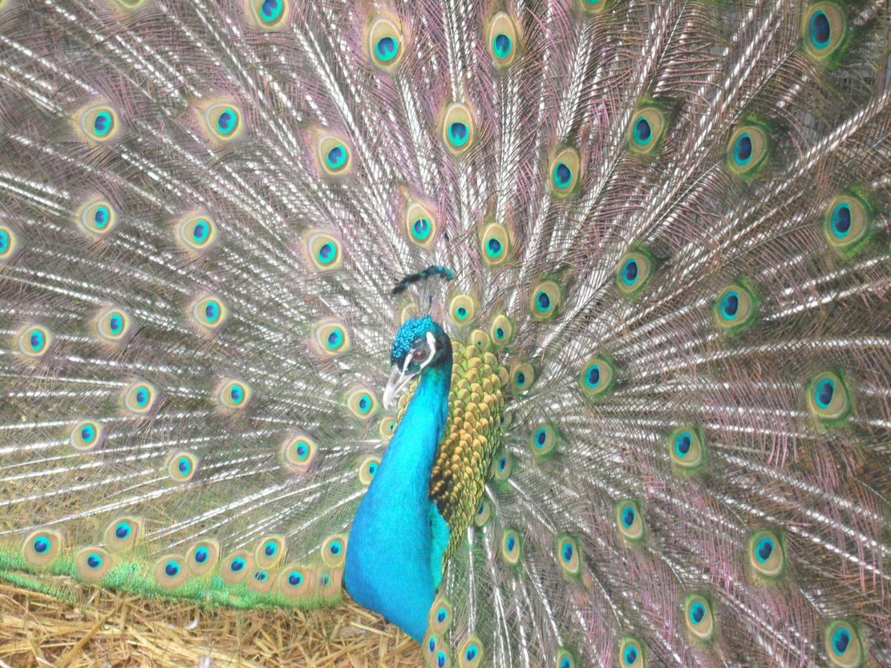 Locanda Delle Noci Perugia Dış mekan fotoğraf